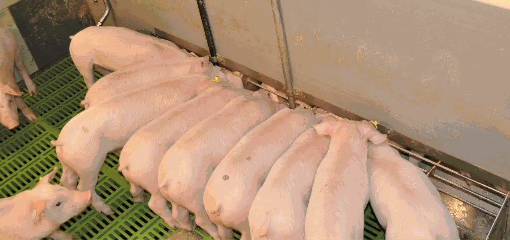 miniliquid reough .webp