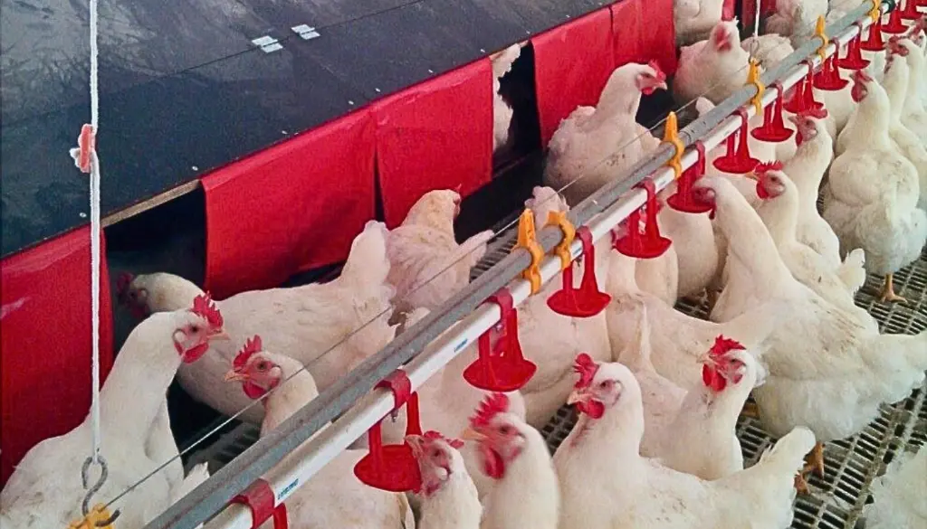 AutoNest A5 EN3.webp